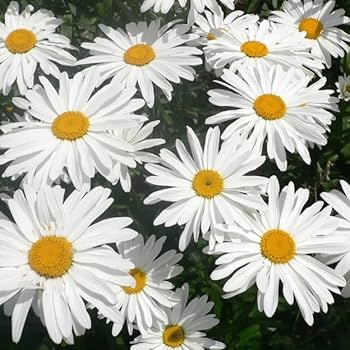 Amazon.com : Chrysanthemum leucanthemum (Ox-Eye Daisy
